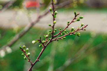 on the branches of the trees are shown the buds from which the flowers begin to sprout