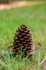 pine cone on grass