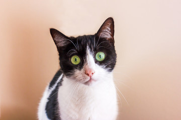 Black and white cat with big green eyes is looking straight into the camera.