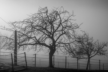 trees in mysterious fog. switzerland