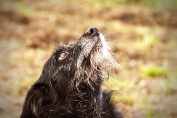 Alone old dog is looking to food - selective focus