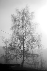 tree in mysterious fog. switzerland