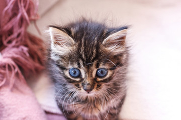 Beautiful fluffy tabby kitten with big blue eyes