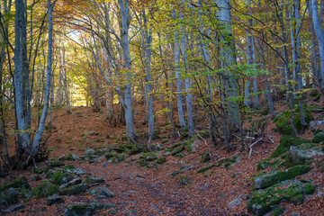 Obraz premium Autumn forest