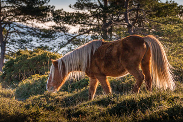Wild Horse in Galician Mountains