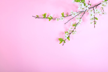 Inscription blooming on a pink background with a flowering branch