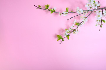 Inscription blooming on a pink background with a flowering branch