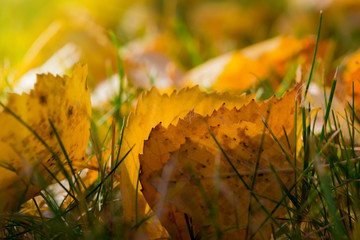Yellow, brown birch leaves autumn closeup in green grass on blur background, natural background, selective focus