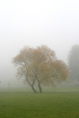 Obraz premium Single tree in mysterious fog