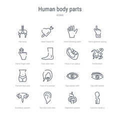 set of 16 human body parts concept vector line icons such as column inside a male human body in side view, digestive system, ear lobe side view, excretory system, eye with lashes, eye variant with