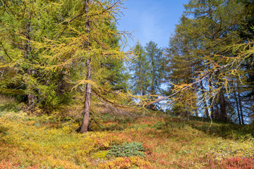 Forest of larch and pine in autumn
