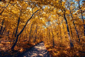 colorful autumn forest