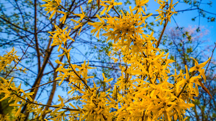 The forsythia blooming tree is a symbol of the coming spring. Shrub (Forsythia) blooms in early spring