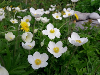 анемоны