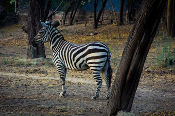 Zebra in zoo