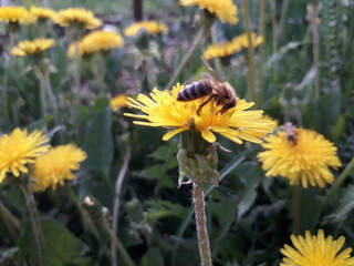 пчела на одуванчике