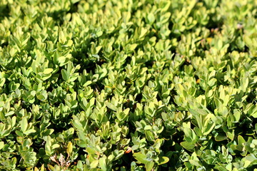 Background texture of light green leaves on Hedge or Hedgerow closely spaced densely planted shrubs...