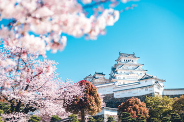 姫路城の桜 -Sakura- Cherry Blossoms and Himeji Castle