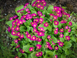 Maroon yellow primrose. Constellation of bright colors on the background of green leaves