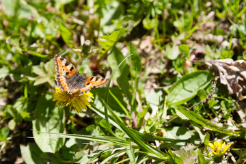 butterfly on a dandelion flower