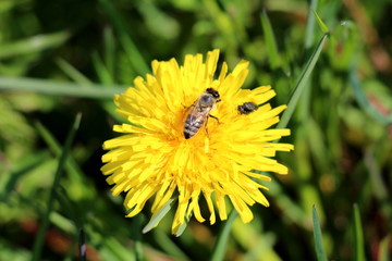 Bee and two small flies on top of Dandelion or Taraxacum open blooming yellow flower surrounded with green uncut grass on warm sunny spring day
