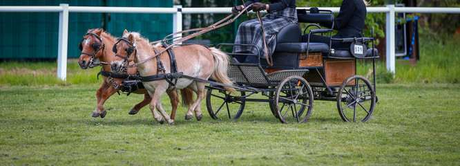 Horse ponies (coach horses) hooked in front of the coach in a driving competition..