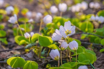 Blooming Oxalis common. The plant is rich in vitamins and valuable natural substances and serves as...