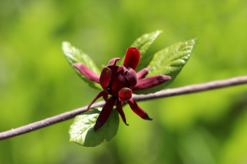 Branch of Sweetshrub or Calycanthus deciduous shrub flowering plant with single dark red open flower surrounded with light green leaves in local garden on warm sunny spring day