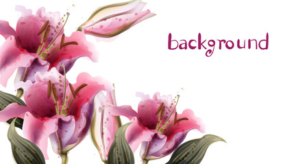 Pink lily flowers Vector watercolor. Summer floral backgrounds