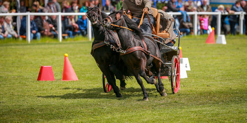 Horse ponies (coach horses) hooked in front of the coach in a driving competition..