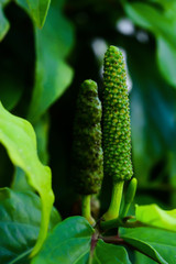 long pepper on tree