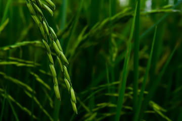 The rice grains are coming out.