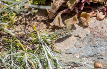 Erhard's Wall Lizard (Podarcis erhardii naxensis) sitting on a stones close-up in a sunny day