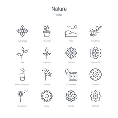 set of 16 nature concept vector line icons such as daffodil, dahlia, daisy, dandelion, dianthus, eco socket, freesia, lemon and juice drop out. 64x64 thin stroke icons