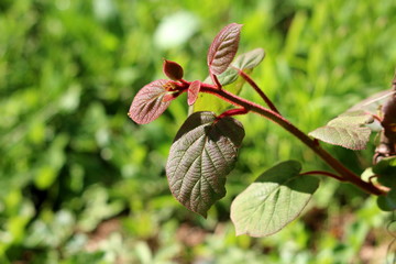 Dark green to red leathery leaves and hairy stem of Kiwi or Kiwifruit or Chinese gooseberry woody vine plant planted in local garden on warm sunny spring day