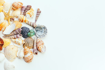 shells isolated on white background