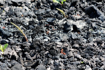 Fresh green plants growing from coal spread on ground left from last barbeque in local garden on warm sunny spring day