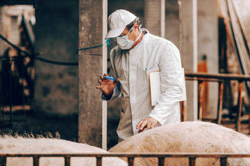 Senior veterinarian in white coat, hat and with protective mask on face holding clipboard under the...