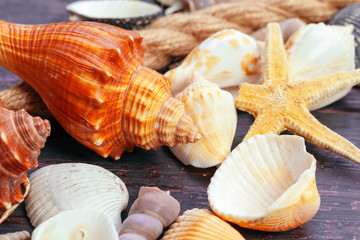 Different sea shells on color wooden background