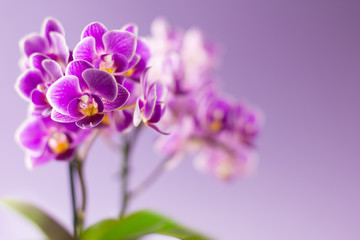 Fototapeta na wymiar Beautiful purple orchid flowers with two green leaves on light purple background - text space