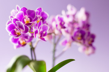Beautiful purple orchid flowers with two green leaves on light purple background