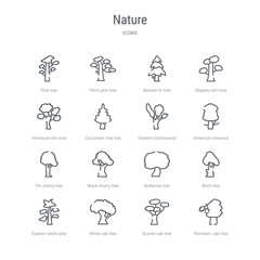 set of 16 nature concept vector line icons such as northern  oak tree, scarlet oak tree, white oak tree, eastern white pine birch butternut black cherry pin cherry 64x64 thin stroke icons