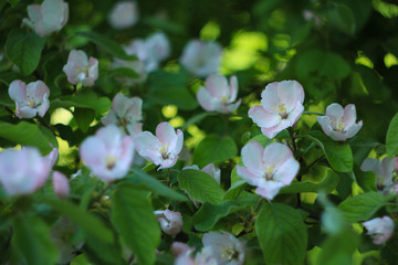 Obraz na płótnie Canvas Apple. Very beautiful flowering apple tree. spring flowers 