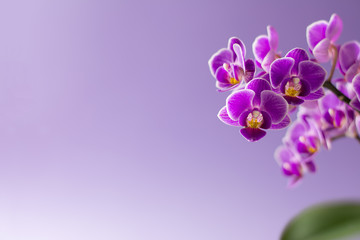 Fototapeta na wymiar Beautiful purple orchid flowers with one green leaf on light purple background - text space