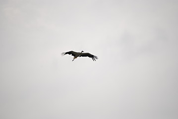 Cigogne