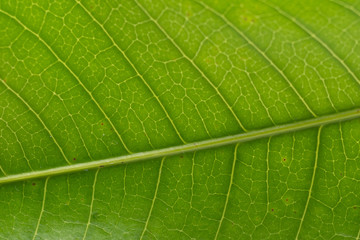 Fototapeta na wymiar Macro of a green healthy leaf.