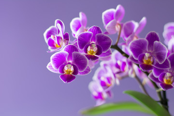 Fototapeta na wymiar Beautiful purple orchid flowers with green leaves on light purple background - text space