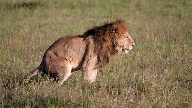 Adult Lion Defecates In African Savanna Wildlife Side View