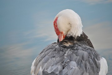 Canard de barbarie