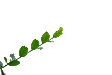 Top view Hakka tea plant leaves with branches on white isolated background for green foliage backdrop 